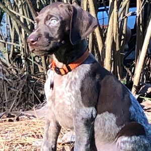 Meet your Posher, Shelly